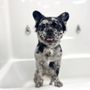 Lake Forest Grooming & Pet Spa