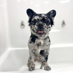Lake Forest Grooming & Pet Spa - Cute shot by Jasmine :)