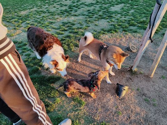 Fletcher Fetch Park by null