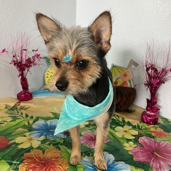 Mendo Dog - Pet Groomers Near Me - Fort Bragg, California Mendo Dog - Pet Groomers Near Me - Fort Bragg, California