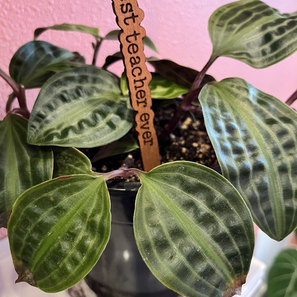 The Cherry Blossom Boutique - Cute plants & accessories! - Nurseries & Gardening Near Me - Spring Branch, Texas The Cherry Blossom Boutique - Cute plants & accessories! - Nurseries & Gardening Near Me - Spring Branch, Texas