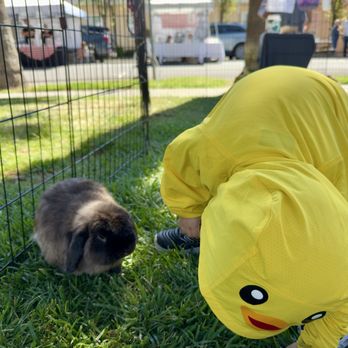 All About a Farm - Rabbit - Attraction Farms Near Me All About a Farm - Rabbit - Attraction Farms Near Me