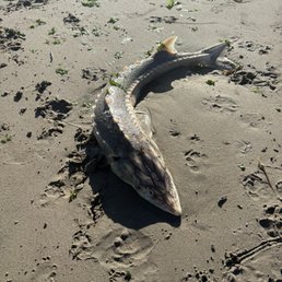 Sturgeon washed ashore