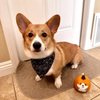 Lake Forest Animal Clinic gift card