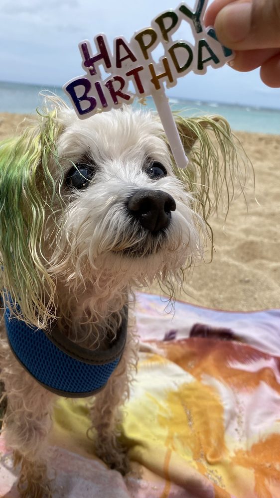 KELLIE’S PET SITTING Updated June 2024 Honolulu, Hawaii Pet