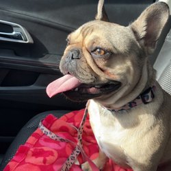 Woof Gang Bakery & Grooming Summerville - On the way to Woofgang for her spa day!