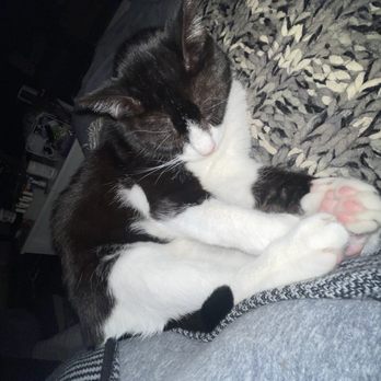 Yolo Veterinary Clinic - Winx, the best boi! - Veterinarians Near Me - Woodland, California