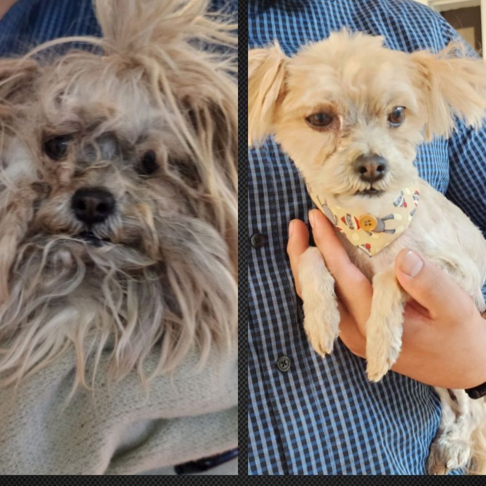 A Dog Gone Good Grooming - Pet Groomers Near Me - Yuma, Arizona A Dog Gone Good Grooming - Pet Groomers Near Me - Yuma, Arizona
