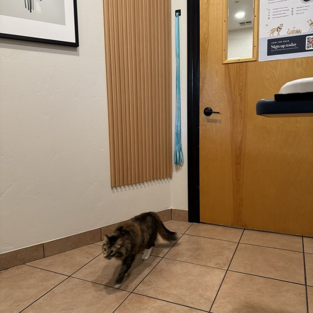 Juvo Veterinary Hospital - My cat roaming the exam room we were in - Veterinarians Near Me - Pacifica, California Juvo Veterinary Hospital - My cat roaming the exam room we were in - Veterinarians Near Me - Pacifica, California