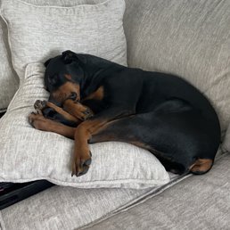 Rogue tired after a long day of work at Two Ponds.