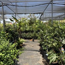 Mimosa Nursery