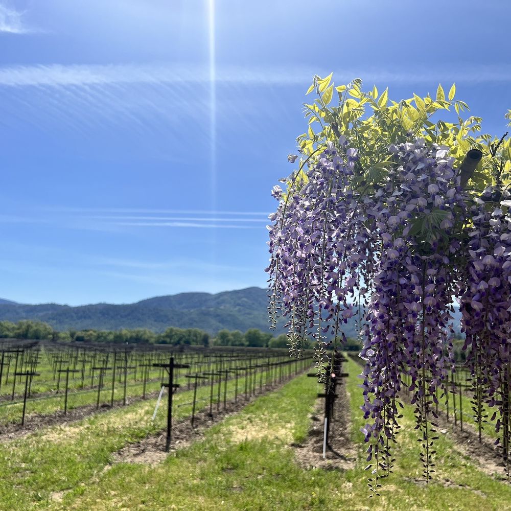 Round Pond Estate Winery - Wineries Near Me - Rutherford, California Round Pond Estate Winery - Wineries Near Me - Rutherford, California
