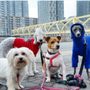 Photo of Cityplace Dog's