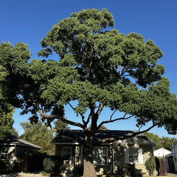 Sweet Fellers Tree Care - Camphor Tree canopy lift and prune for house being sold - Tree Services Near Me - Fair Oaks, California Sweet Fellers Tree Care - Camphor Tree canopy lift and prune for house being sold - Tree Services Near Me - Fair Oaks, California