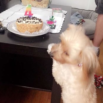 The Dog Bakery - Ceece couldn't wait to eat her cake - Pet Stores Near Me - Pasadena, California The Dog Bakery - Ceece couldn't wait to eat her cake - Pet Stores Near Me - Pasadena, California