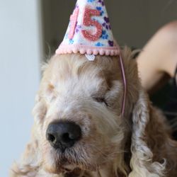 Veterinary Medical Center - Honey gurl
