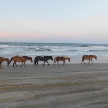 Bob's Wild Horse Tours - Tours Near Me - Corolla, North Carolina Bob's Wild Horse Tours - Tours Near Me - Corolla, North Carolina