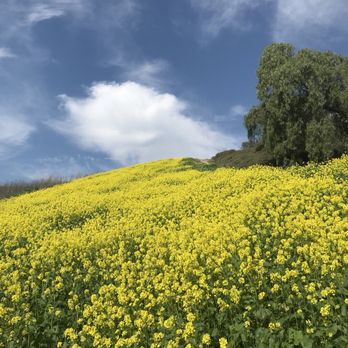 La Sierra Trail Loop - 1/2019, a few wildflowers in bloom - Hiking Near Me - Chino Hills, California La Sierra Trail Loop - 1/2019, a few wildflowers in bloom - Hiking Near Me - Chino Hills, California