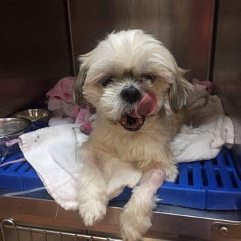 Sheepshead Bay Veterinary Group - Veterinarians Near Me - Brooklyn, New York