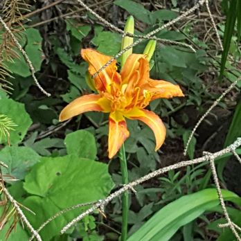Aurora Arboretum - Lone lily flower - Parks Near Me - Aurora, Ontario