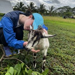 Kauai Animal Education Farm