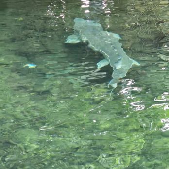Bonneville Dam Fish Hatchery - Aquariums Near Me - Cascade Locks, Oregon