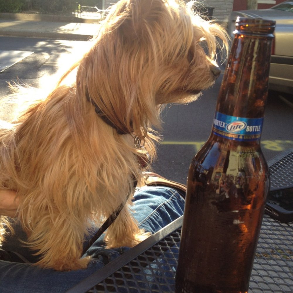 Roxy loves her domestic lite beer! Roxy loves her domestic lite beer!