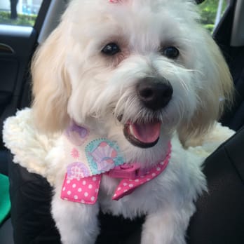 Petland Sarasota - Pet Stores Near Me - Sarasota, Florida