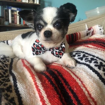 Fancy Paws Pet Grooming - Papi with his fresh cut and bow tie! - Pet Groomers Near Me - Lower Lake, California