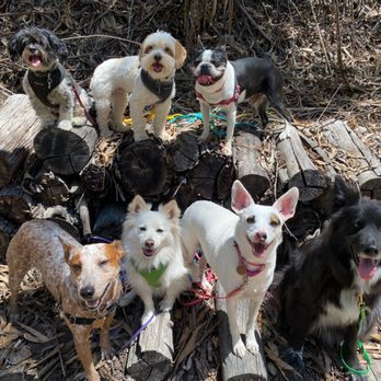 The Natural Dog - Purdy pack o pups - Dog Walkers Near Me