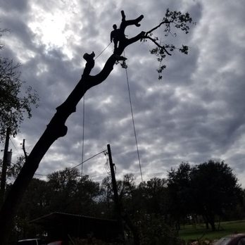 Lost Pines Tree Service - Oak removal. - Tree Services Near Me - Smithville, Texas Lost Pines Tree Service - Oak removal. - Tree Services Near Me - Smithville, Texas