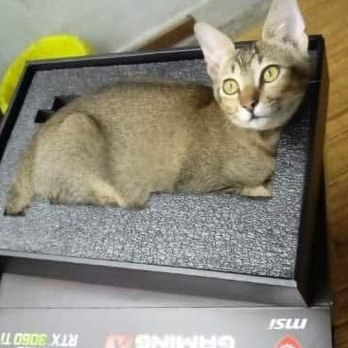 PC tune up pro's - We can help you with the Purrrfect graphics card! - IT Services & Computer Repair Near Me PC tune up pro's - We can help you with the Purrrfect graphics card! - IT Services & Computer Repair Near Me