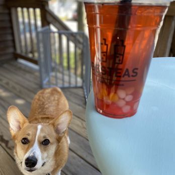 Bes Teas - a small dog standing on a deck - Bubble Tea Near Me - New Bedford, Massachusetts Bes Teas - a small dog standing on a deck - Bubble Tea Near Me - New Bedford, Massachusetts