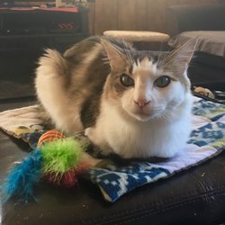 The Cat’s Meow Pet Sitting Services