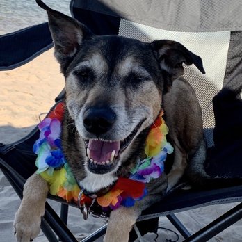 Castaic Canine Camp - Leia, my special needs girl. - Pet Training Near Me - Castaic, California Castaic Canine Camp - Leia, my special needs girl. - Pet Training Near Me - Castaic, California