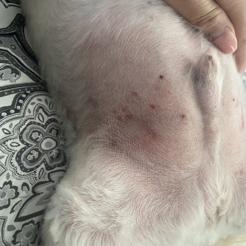 WAGGERS - More red marks - Pet Groomers Near Me - Sacramento, California WAGGERS - More red marks - Pet Groomers Near Me - Sacramento, California