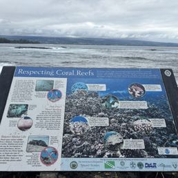 There is coral here! There is coral here!