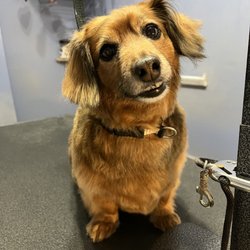 Barks County Dogs - Long haired dachshund groom