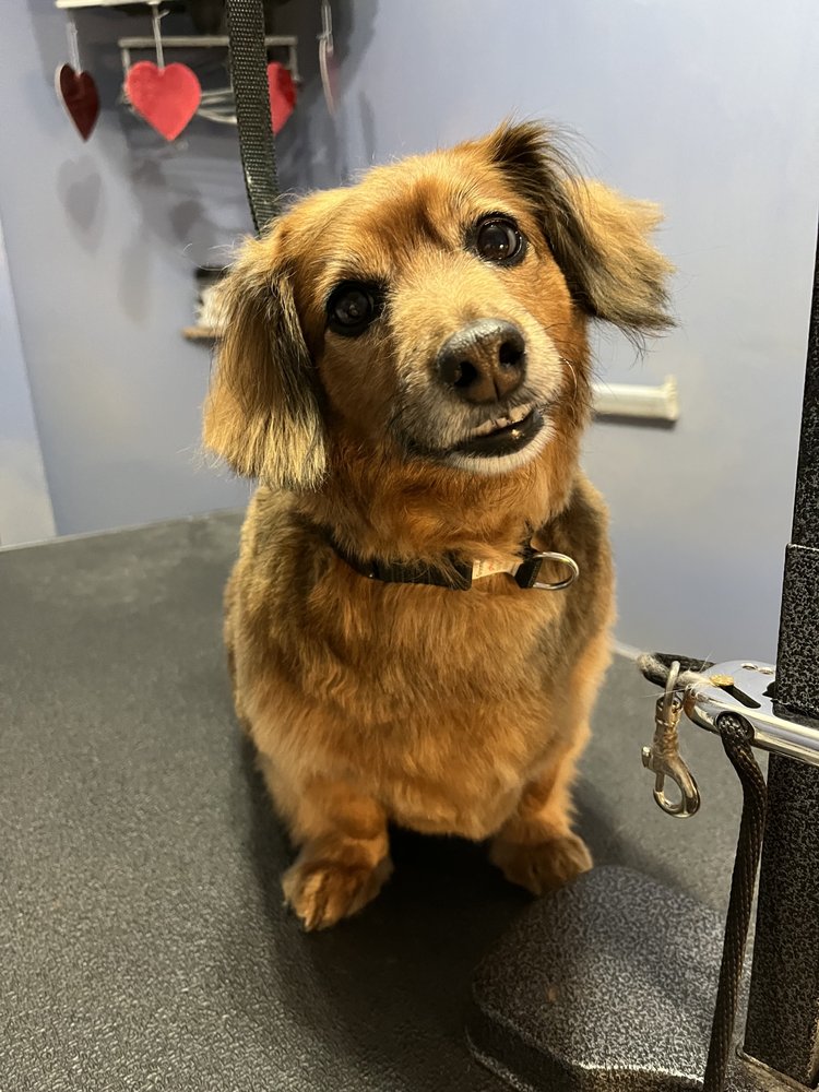Barks County Dogs Image