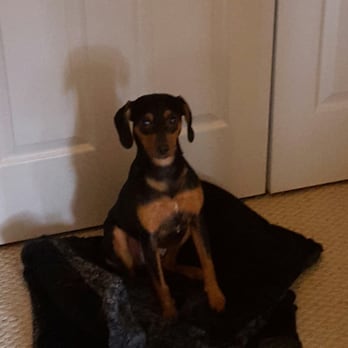 1. Bark Busters Home Dog Training