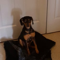 Bark Busters Home Dog Training