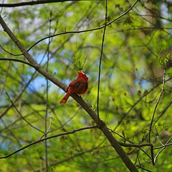 Dora Kelley Nature Park - Red Bird - Parks Near Me - Alexandria, Virginia