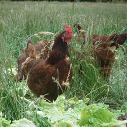 Fiesta Farm