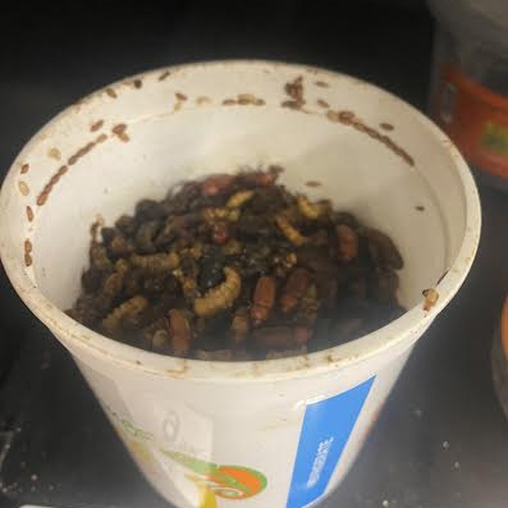 Mealworms not stored properly