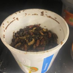 Mealworms not stored properly