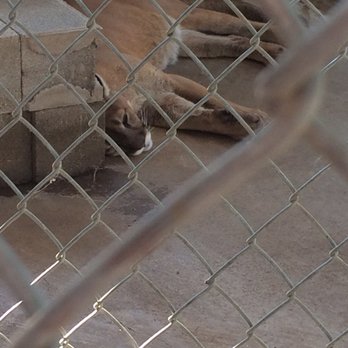 Insync Exotics - Animal Shelters Near Me - Wylie, Texas Insync Exotics - Animal Shelters Near Me - Wylie, Texas