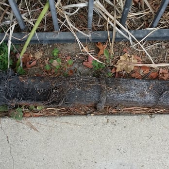 Westco Rooter - This is a pictures of the roots the amazing team at Westco removed. The team is timely professional and honestly. - Plumbing Near Me - Winnetka, California Westco Rooter - This is a pictures of the roots the amazing team at Westco removed. The team is timely professional and honestly. - Plumbing Near Me - Winnetka, California
