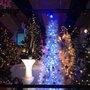 Photo of Festival of Trees