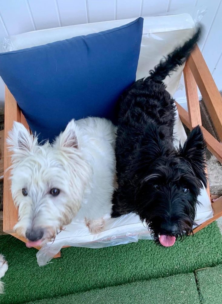 ZOOMIES K9 CAMP Updated August 2024 14 Photos 3 Hardy St, Nashua