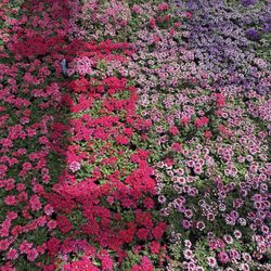 Catoctin Mtn Growers - Verbena